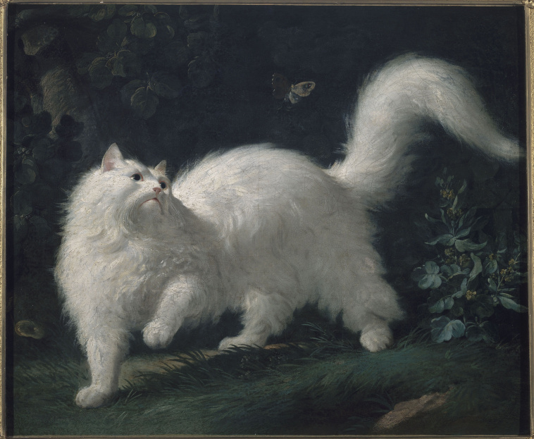 Jean Jacques Bachelier Chat Angora Blanc Guettant Un Papillon Images D Art