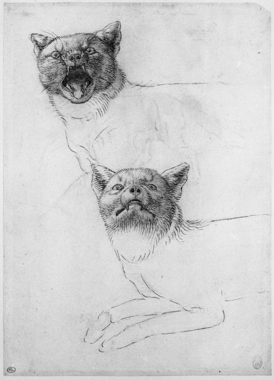 Pisanello Deux Etudes De La Tete D Un Chat Esquisse D Un Renard De Profil Images D Art