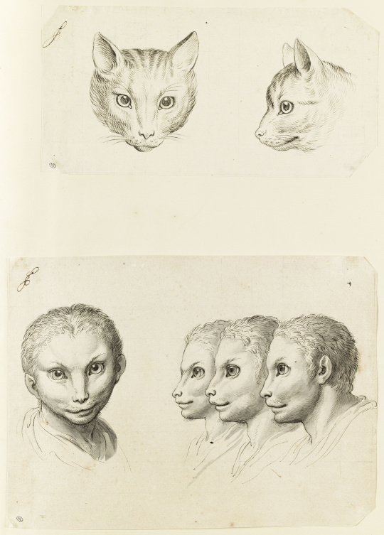 Charles Le Brun Deux Tetes De Chat Quatre Tetes D Hommes En Relation Avec Le Chat Images D Art